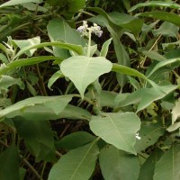 Solanum mauritianum Scop.
